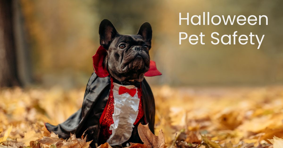 Halloween Pet Safety