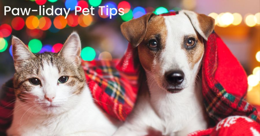 Have a Holly, Jolly, Paw-liday: Safety Tips for Pets
