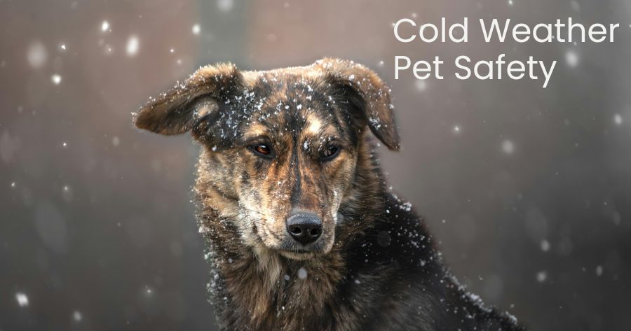 Cold Weather Pet Safety