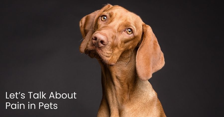 Let’s Talk About Pain in Pets