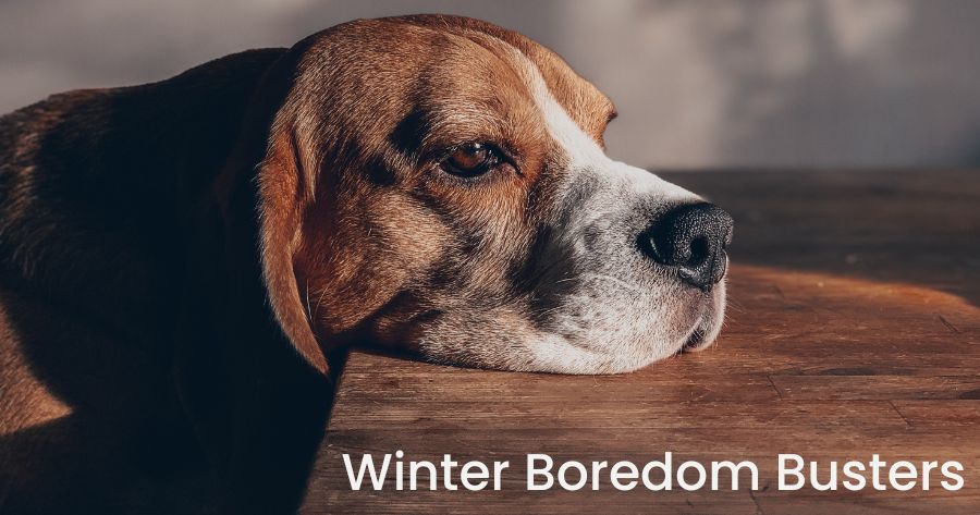 Winter Boredom Busters for Your Pet