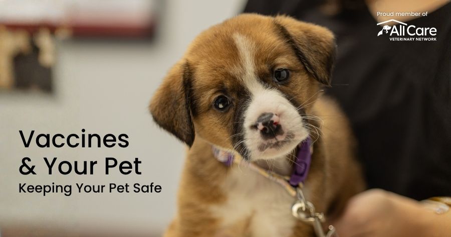Vaccines & Your Pet: What You Need to Know About Keeping Pets Safe