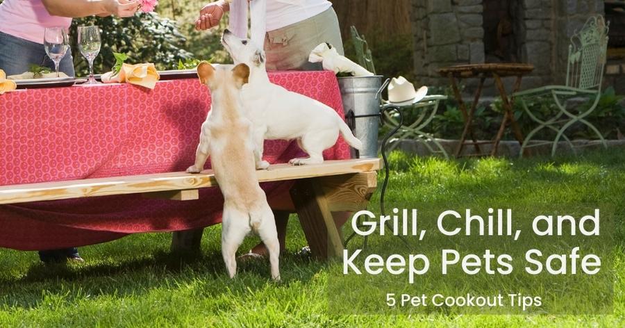 Grill, Chill, and Keep Pets Safe