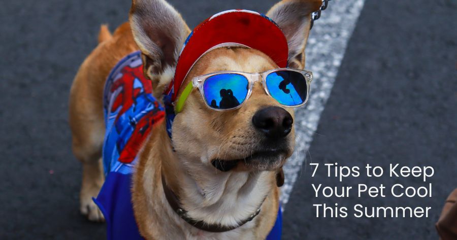 7 Tips to Keep Your Pet Cool This Summer