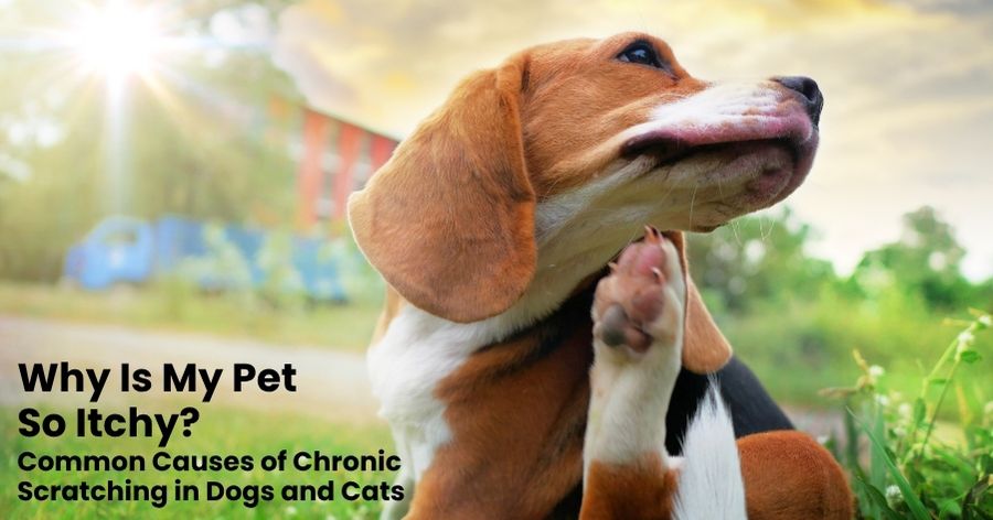 Why Is My Pet So Itchy? Common Causes of Chronic