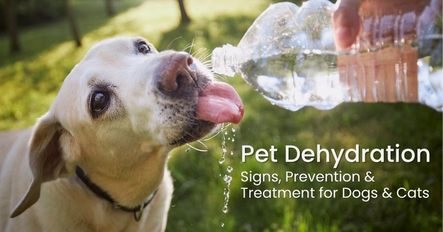 Pet Dehydration: Signs, Prevention & Treatment for Dogs & Cats