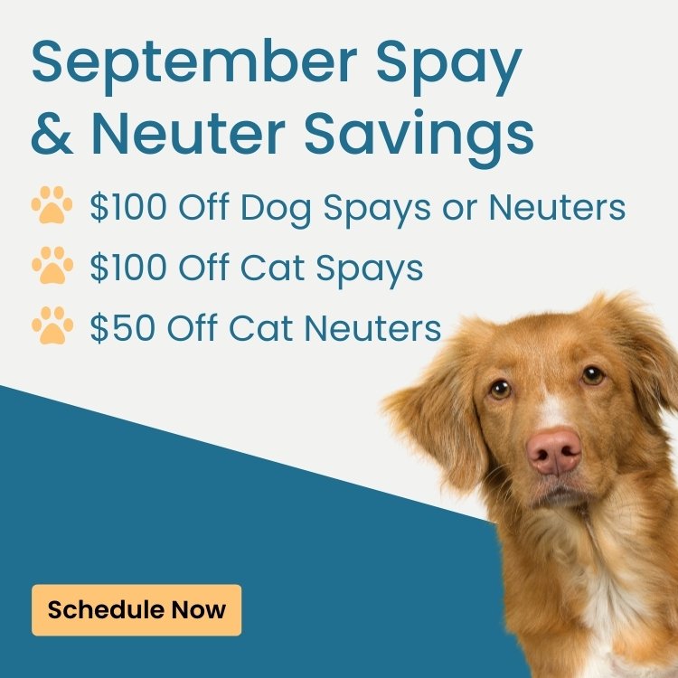 Save $50-$100 on spay and neuters in September