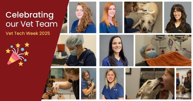 Celebrating Veterinary Technicians