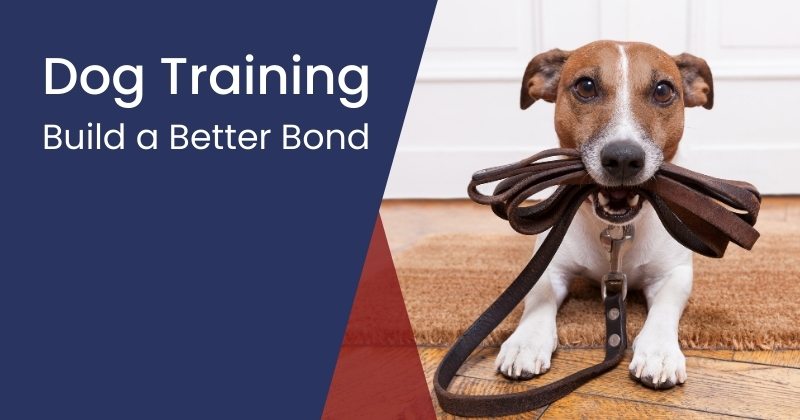 Dog Training Tips and Tricks