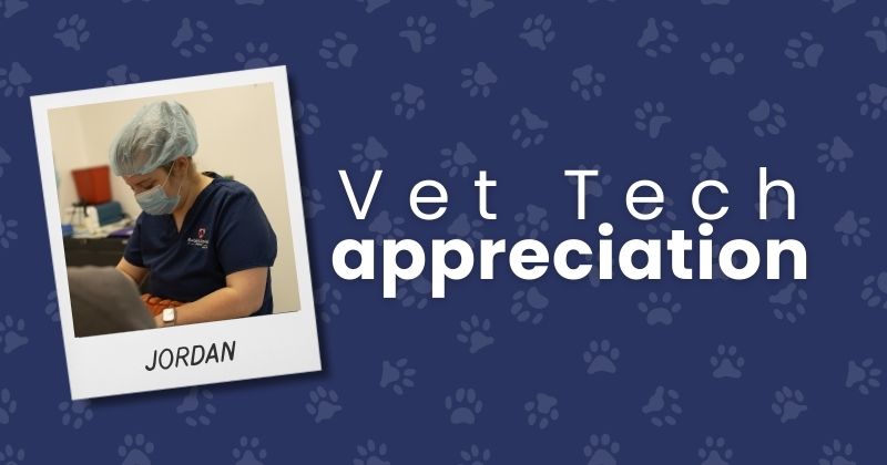 Why We Love Our Vet Techs