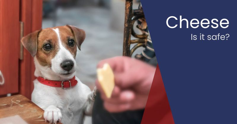 Can Dogs Eat Cheese? Is All Cheese Safe?