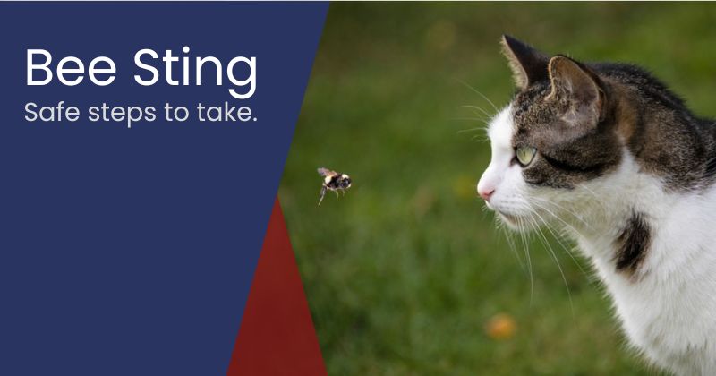 Cat Stung by a Bee: What to Do Next