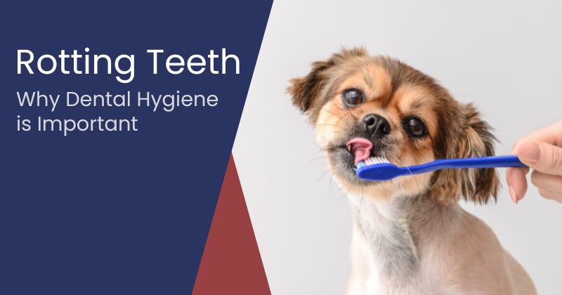 Dog Teeth Rotting: Why They Need Dental Treatments