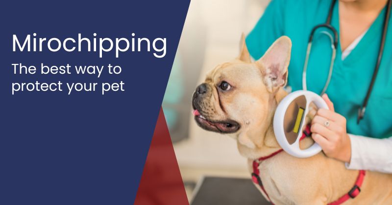 The Importance of Pet Microchipping