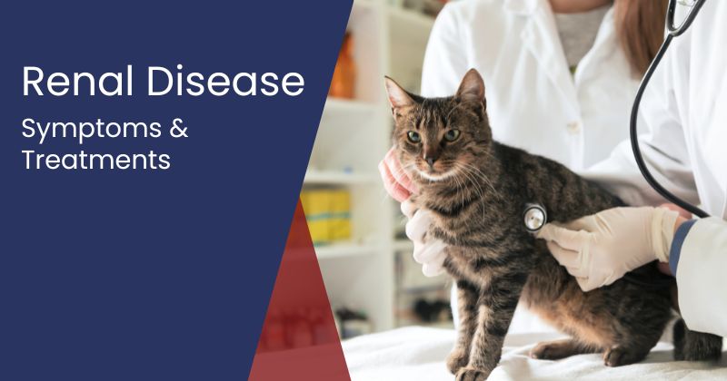 Renal Disease in Cats: Symptoms and Treatment