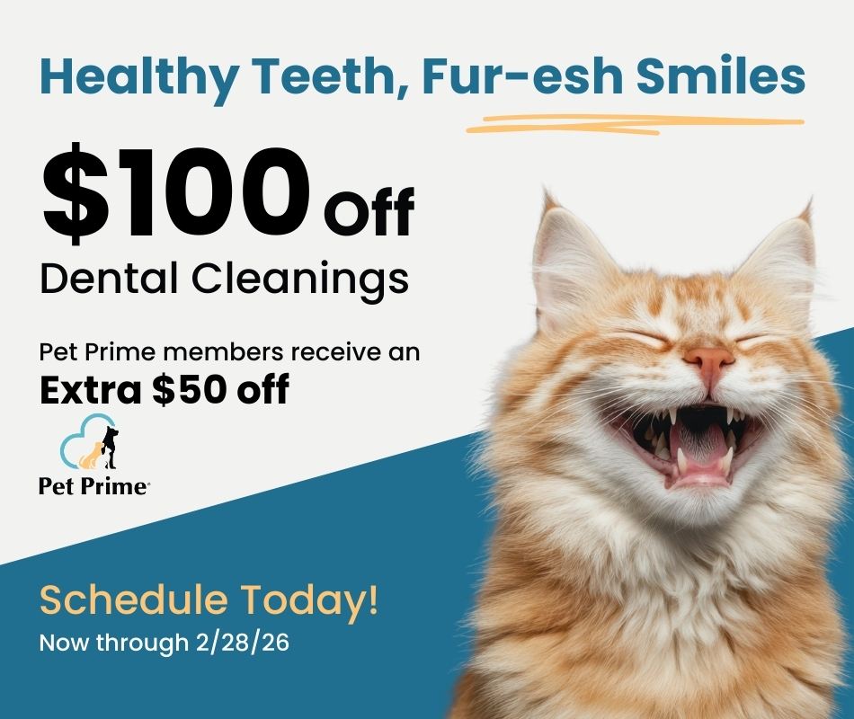 Dental Cleaning Special