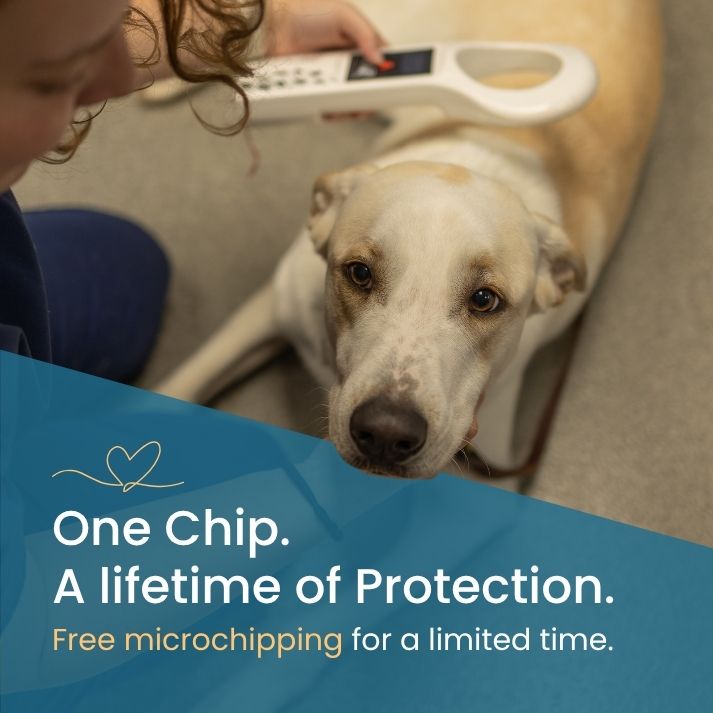 Free Microchip